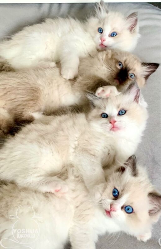 Ragdoll Kittens for Sale in Phenix City Alabama