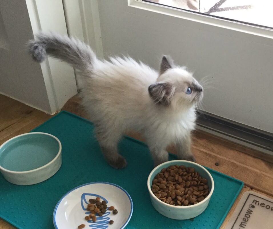 Ragdoll Kittens for Sale in Hoover Alabama