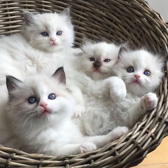 Ragdoll Kittens for Sale in Montgomery Alabama