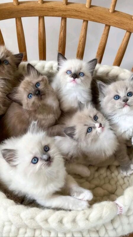 Ragdoll Kittens for Sale in Montgomery Alabama