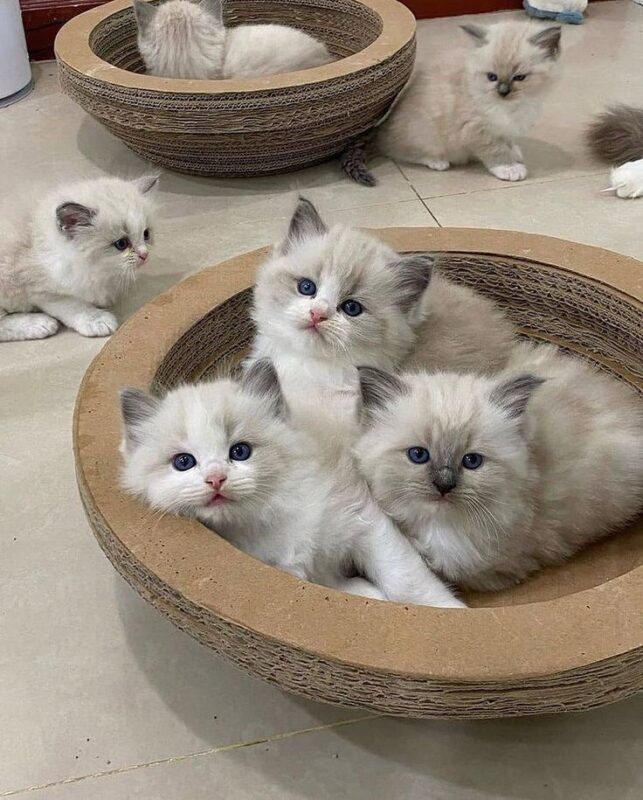 Ragdoll Kittens for Sale in Tuscaloosa Alabama