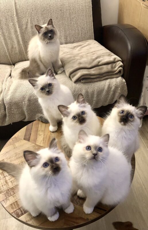 Ragdoll Kittens for Sale in Tuscaloosa Alabama