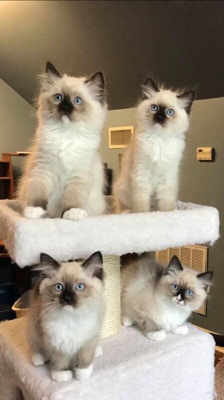 Ragdoll Kittens for Sale in Daphne Alabama