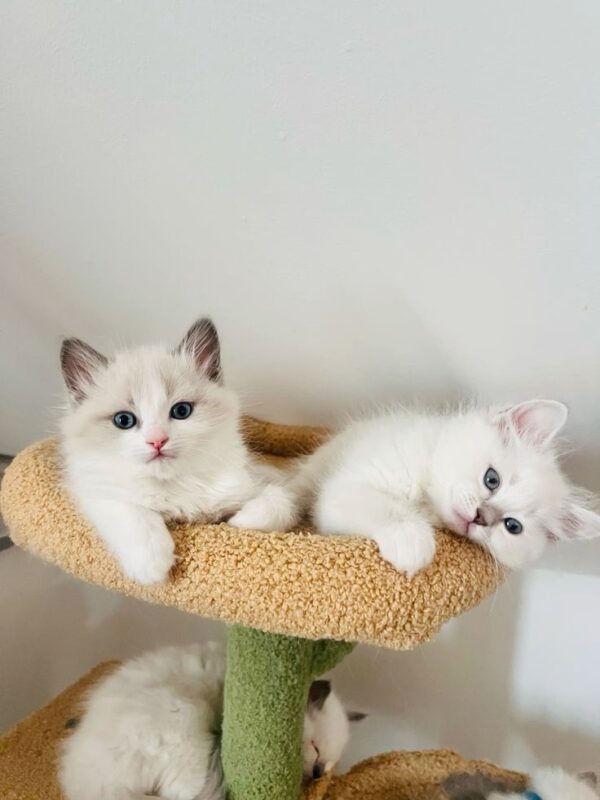 Ragdoll Kittens for Sale in Hoover Alabama