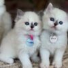 Buy Male and Female Ragdoll kittens