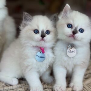 Buy Male and Female Ragdoll kittens