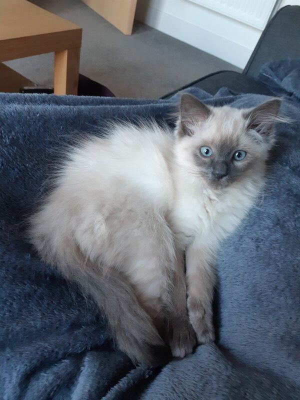 ragdoll kitten for sale in Massachusetts