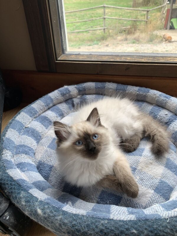 ragdoll kitten for sale in Ohio