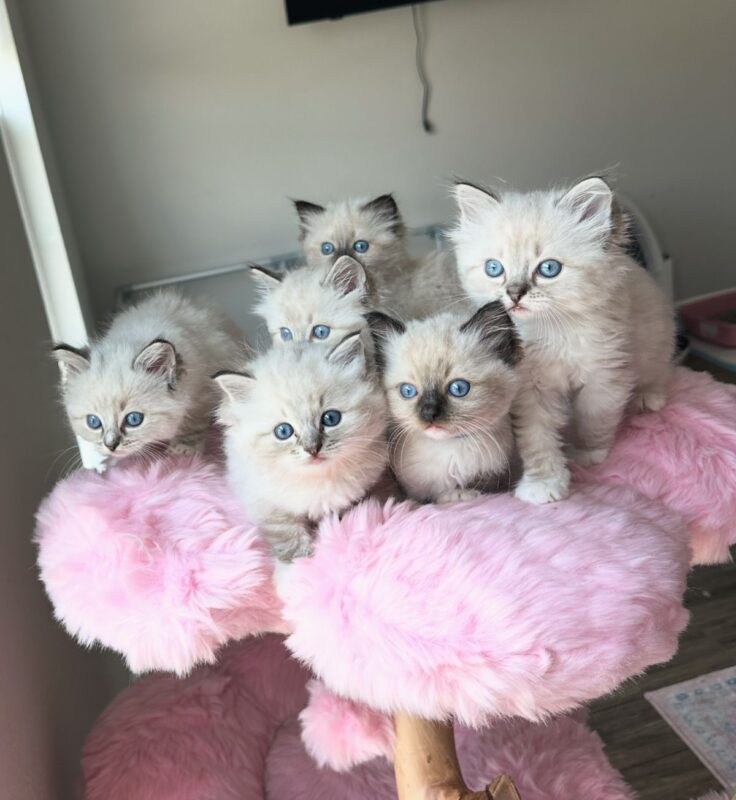 ragdoll kitten for sale in California