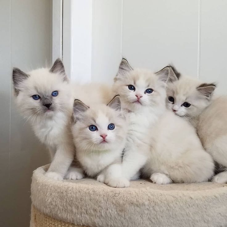 ragdoll kitten for sale in Ohio