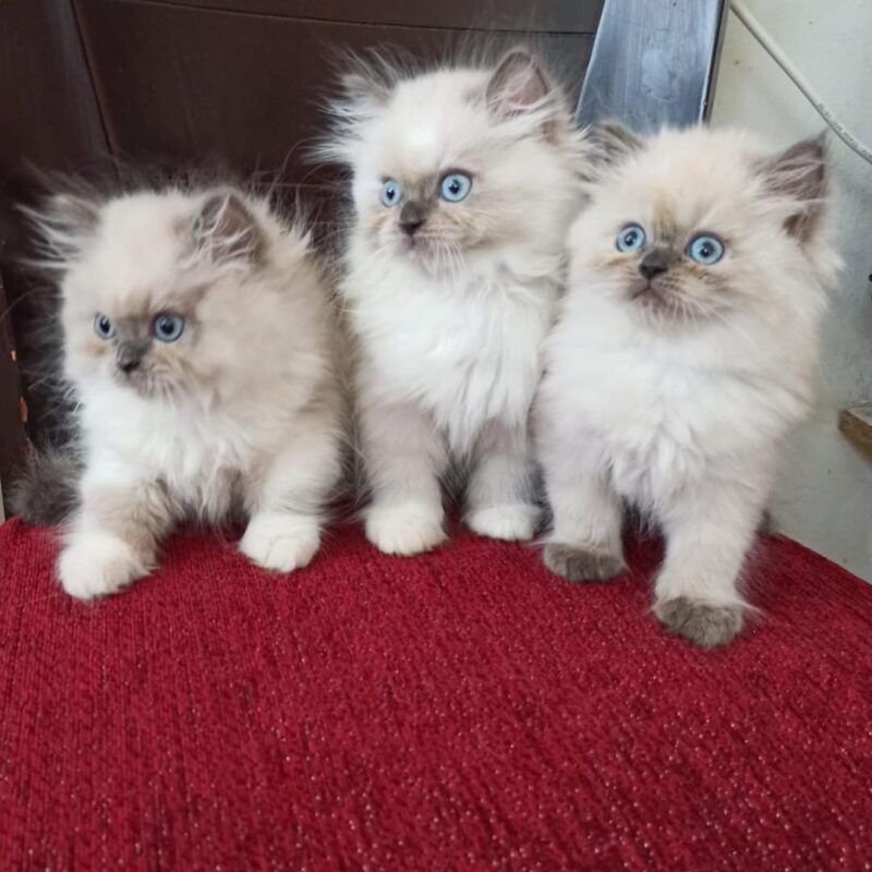 ragdoll kitten for sale in Virginia