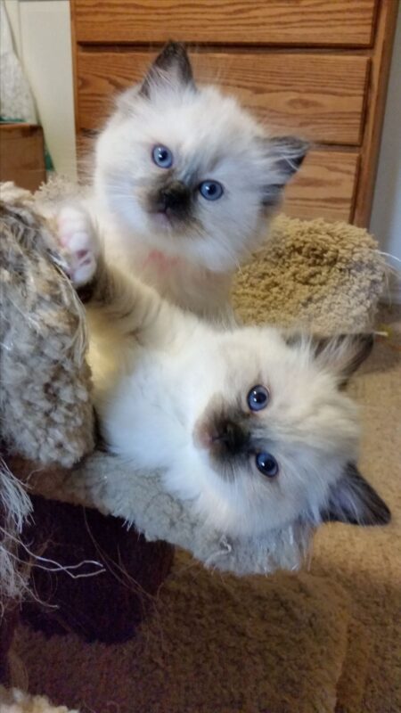 ragdoll kitten for sale in Illinois