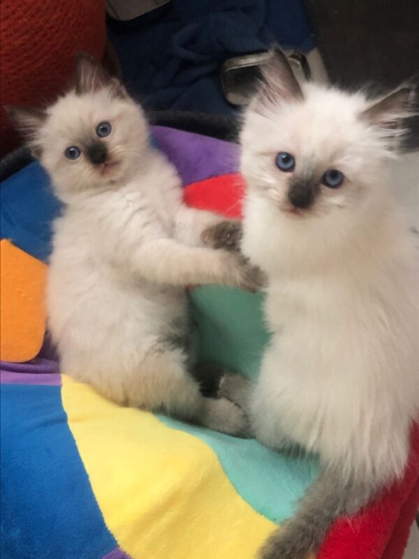 ragdoll kitten for sale in Illinois