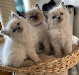 ragdoll kitten for sale in New Jersey