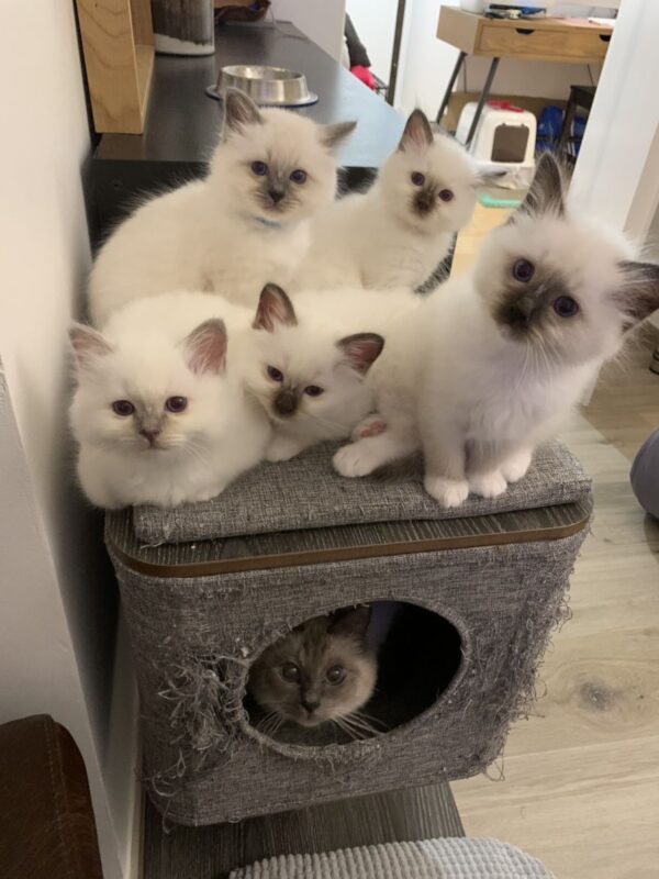 ragdoll kitten for sale in New Jersey