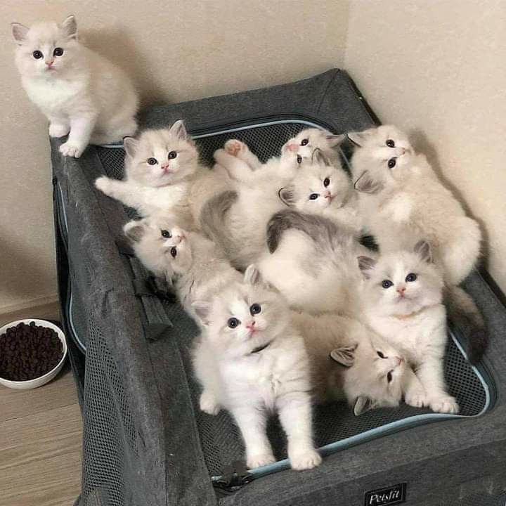 ragdoll kitten for sale in New York