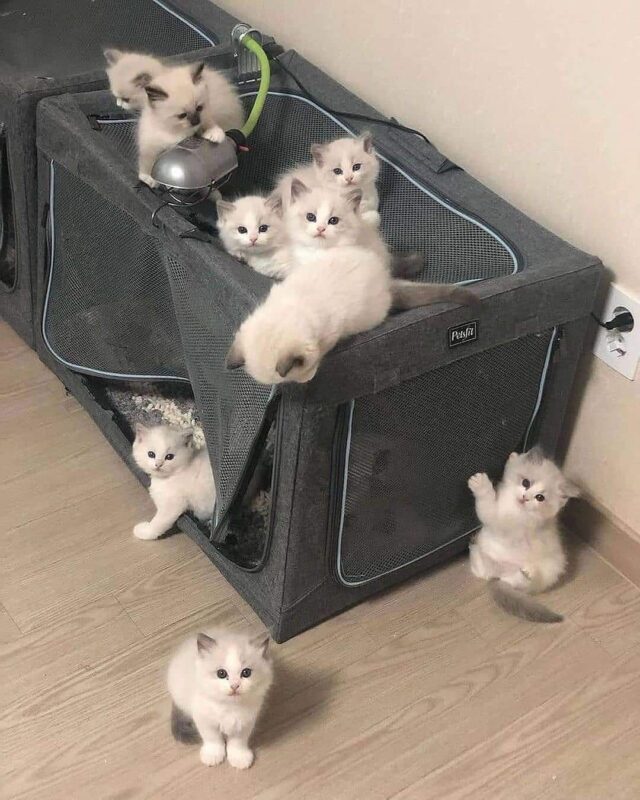 ragdoll kitten for sale in New York