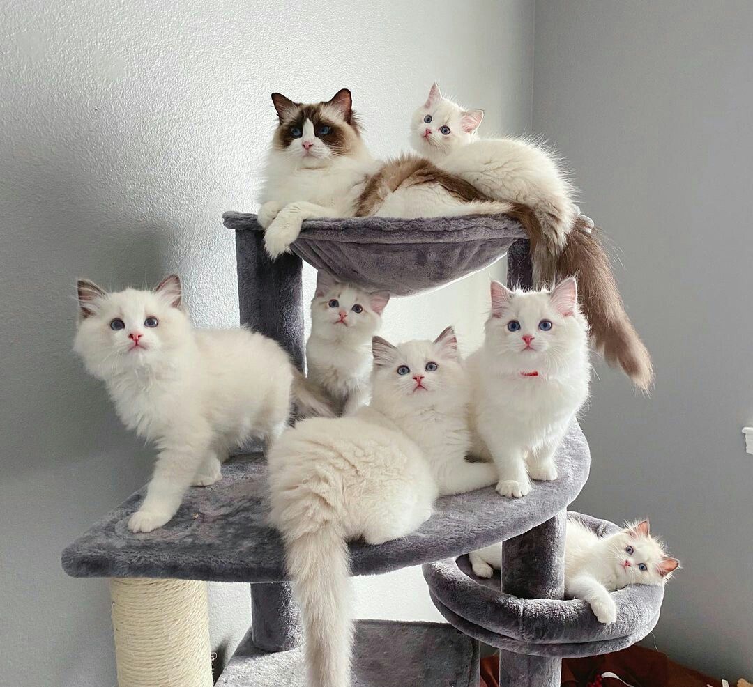 ragdoll kitten for sale in Georgia