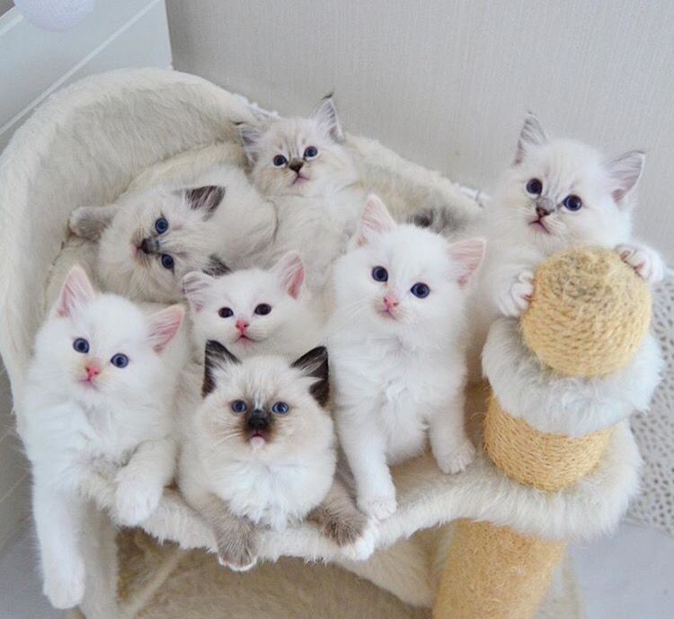 ragdoll kitten for sale in Georgia