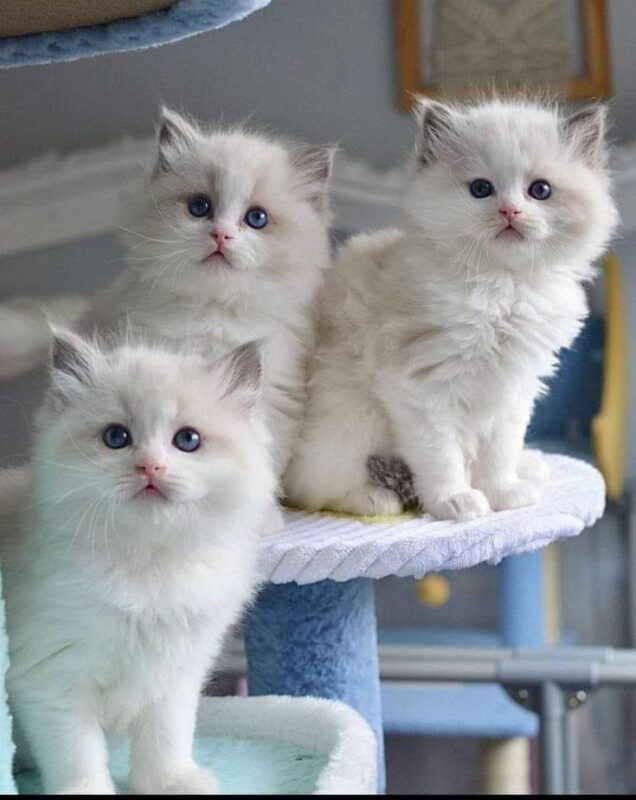 ragdoll kitten for sale in Florida