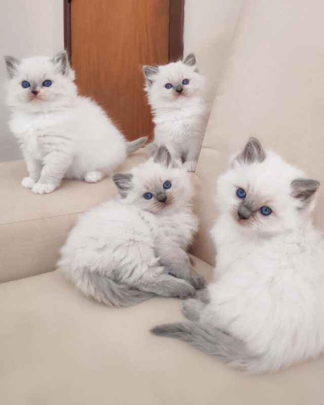 ragdoll kitten for sale in Colorado
