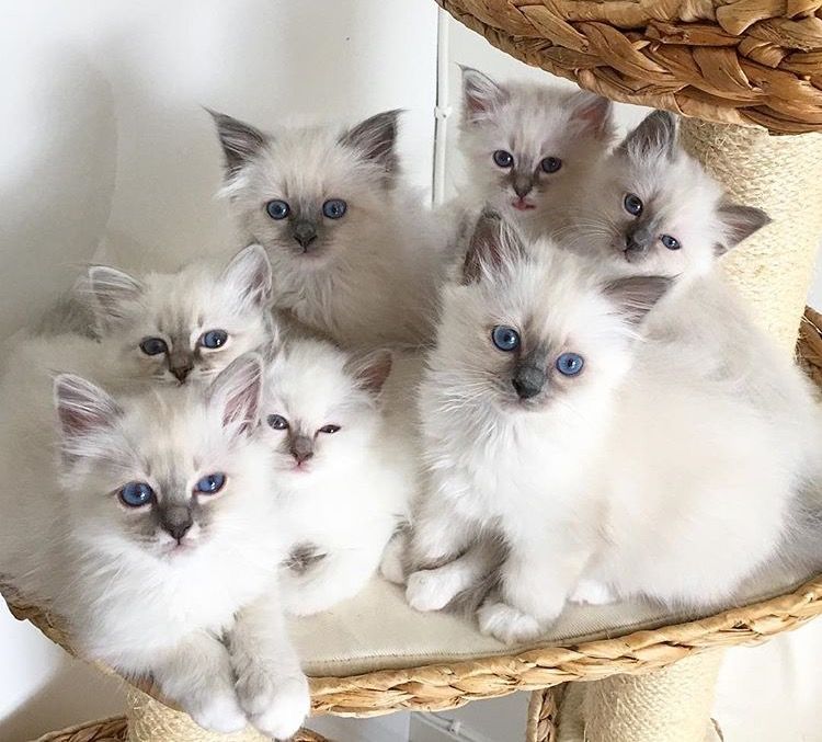 ragdoll kitten for sale in Virginia